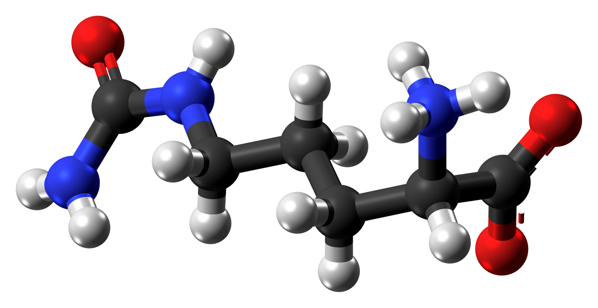 l citrulin 